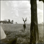 Kudu in the Grass at Busch Gardens, A by Skip Gandy