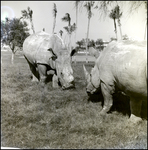 Rhinoceros in the Grass at Busch Gardens, H