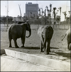 Elephants in Enclosure at Busch Gardens, F by Skip Gandy