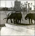 Elephants in Enclosure at Busch Gardens, G by Skip Gandy