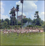 A Flock of Flamingos at Busch Gardens, A
