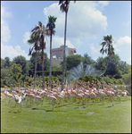 A Flock of Flamingos at Busch Gardens, B