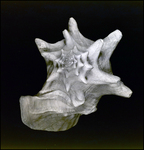 Conch Shell, D by George Skip Gandy IV