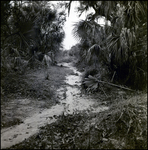 Path among Bushes and Trees, Tampa, Florida, B by George Skip Gandy IV