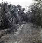 Path among Bushes and Trees, Tampa, Florida, C by George Skip Gandy IV