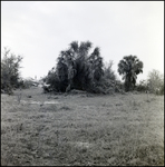 Grassy Clearing, Tampa, Florida, B by George Skip Gandy IV