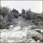 Pathway between Shrubs and Bushes, Tampa, Florida, B by George Skip Gandy IV