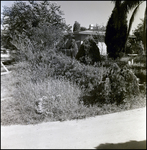 Overgrown Yard, Tampa, Florida, B by George Skip Gandy IV