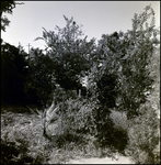 Overgrown Yard, Tampa, Florida, C by George Skip Gandy IV