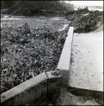 Pond Overgrown with Vegetation, Tampa, Florida, B by George Skip Gandy IV