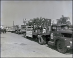 Parade Trucks for Doyle Conner for Commissioner of Agriculture, Newberry, Florida, A by George Skip Gandy IV