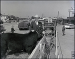 Parade Trucks with Cow for Doyle Conner for Commissioner of Agriculture, Newberry, Florida by George Skip Gandy IV