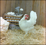 Chicken Standing in Front of Egg Crate and Egg Basket by Skip Gandy