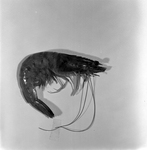 Preserved Shrimp Specimen, A by George Skip Gandy IV