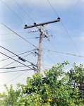 Utility Pole, E by George Skip Gandy IV