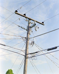 Utility Pole, I by George Skip Gandy IV