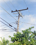 Utility Pole, M by George Skip Gandy IV