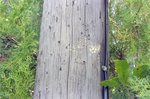 Utility Pole, U by George Skip Gandy IV