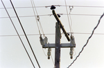 Utility Pole, AE by George Skip Gandy IV