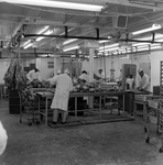 Employees of Colonial Meat Packing Corporation, St. Petersburg, Florida, C by George Skip Gandy IV