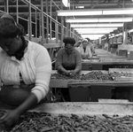 Woman Working at a Processing Line, A by George Skip Gandy IV