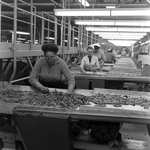 Woman Working at a Processing Line, B by George Skip Gandy IV