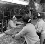 Woman Working at a Processing Line, G by George Skip Gandy IV