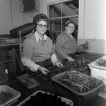 Women Sorting Beans at a Workstation by George Skip Gandy IV