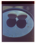 Eggs for Fowler and White, F by George Skip Gandy IV