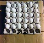 Eggs for Fowler and White, G by George Skip Gandy IV