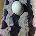 Eggs for Fowler and White, I by George Skip Gandy IV