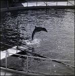 Bottlenose dolphin performing at the Aquatarium, St. Pete Beach, Florida, A