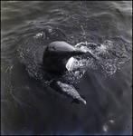 Bottlenose dolphin swimming at the Aquatarium, St. Pete Beach, Florida, A