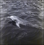 Bottlenose dolphin swimming at the Aquatarium, St. Pete Beach, Florida, B