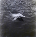 Bottlenose dolphin swimming at the Aquatarium, St. Pete Beach, Florida, C