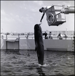 Pilot whale performing at the Aquatarium, St. Pete Beach, Florida, A