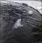 Bottlenose dolphin performing at the Aquatarium, St. Pete Beach, Florida, C