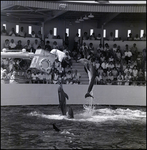Bottlenose dolphins performing at the Aquatarium, St. Pete Beach, Florida, A