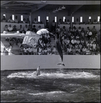 Bottlenose dolphins performing at the Aquatarium, St. Pete Beach, Florida, B
