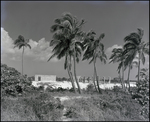 Construction site among palms, Freeport, Grand Bahama Island, Bahamas, A