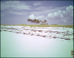 Beach shoreline, Freeport, Grand Bahama Island, Bahamas C