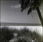 Beach scene, Freeport, Grand Bahama Island, Bahamas, D