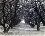 Orange Grove, Tampa, Florida, A by George Skip Gandy IV