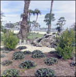 Landscaping Near Entrance to Busch Gardens, Tampa, Florida, C by George Skip Gandy IV