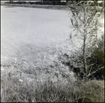 Shoreline Near General Material Company Tarpon Springs Plant, A by Skip Gandy