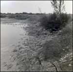 Shoreline Near General Material Company Tarpon Springs Plant, E by Skip Gandy