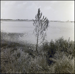 Shoreline Near General Material Company Tarpon Springs Plant, F by Skip Gandy