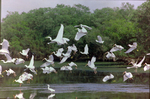 White Ibis, Great Egrets, and Snowy Egrets Taking Flight Over Wetland, Florida, A by Skip Gandy