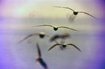 Birds in Flight, Florida by Skip Gandy