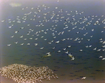 Flock of White Pelicans in Flight and Resting on Water, Florida by Skip Gandy